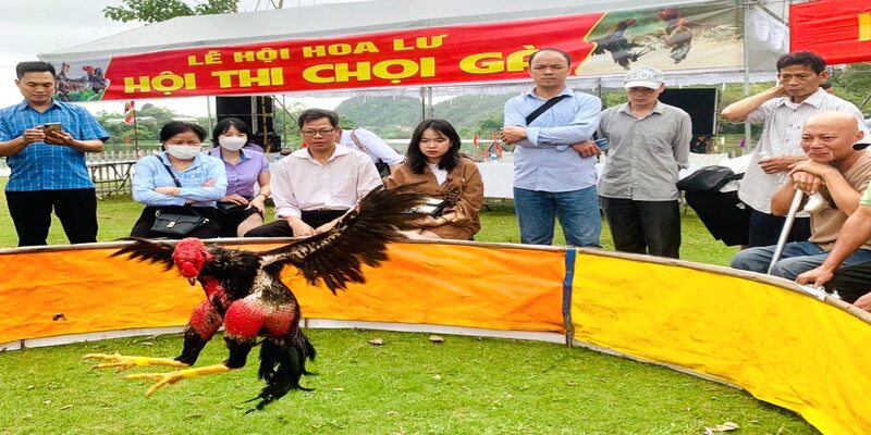 Lễ hội đá gà là cơ hội để các sư kê giao lưu và kết nối các thế hệ với nhau